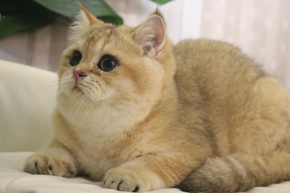 Мальчик чистокровный британец с окрасом золотая шиншилла