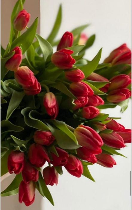 Закажи тюльпаны сейчас