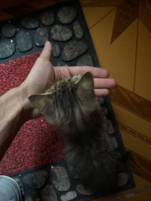 Pisicuta spre adoptie