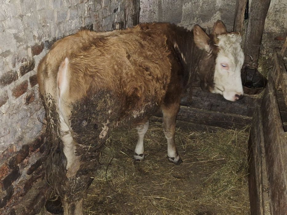 Vând juninca de 9luni,din vaca foarte buna!