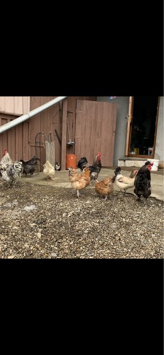 Pasari 2025 tinere plopeni suceava