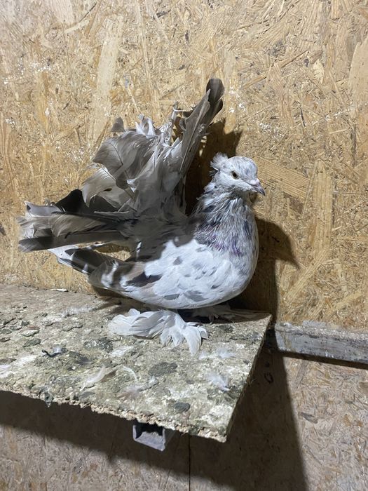 Voltati indieni diferite culori