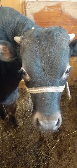 Продам Бык 8 месяцов