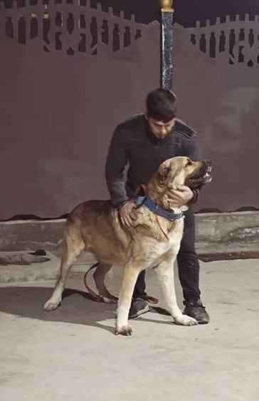 Алабай сука САО девочка