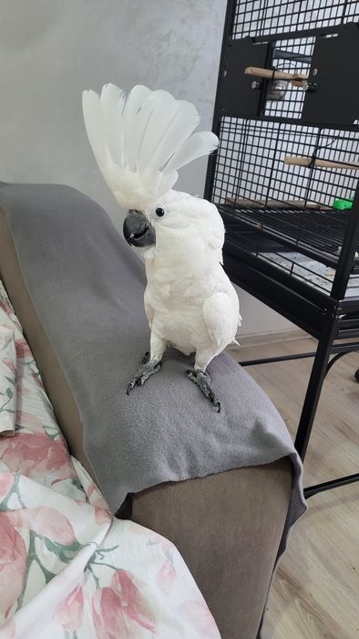 Papagal  Femelă Kakadu