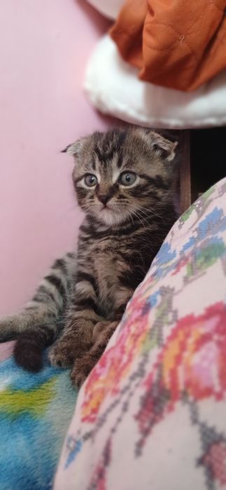 Продаются котята