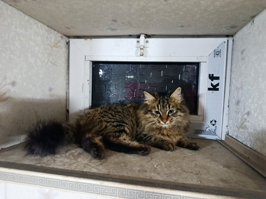 Кошка домашняя, пародисты