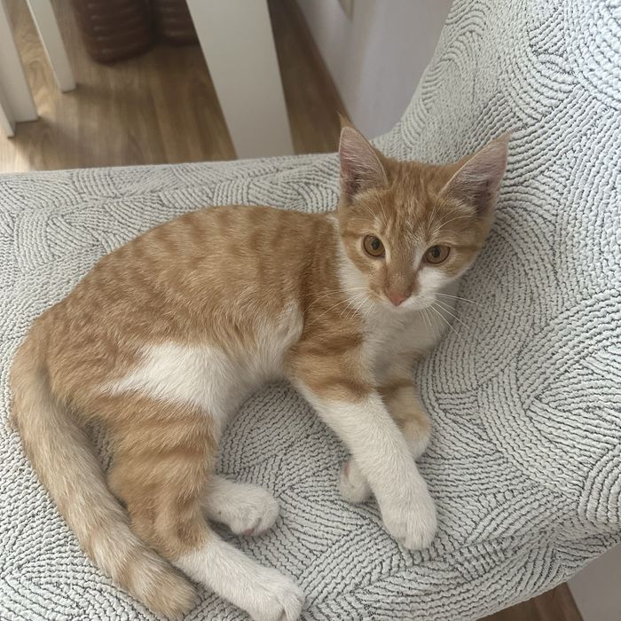 Котенок в хорошие руки