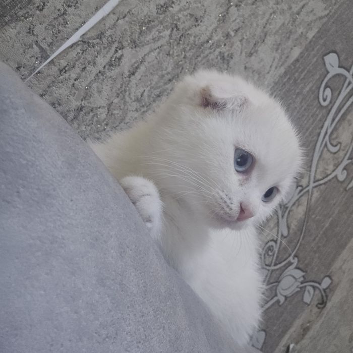 Продется скоттиш фолд, 2мес. Мальчик