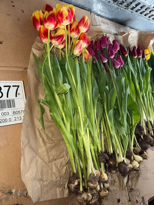 Тюльпан. Букеты. Тюльпаны