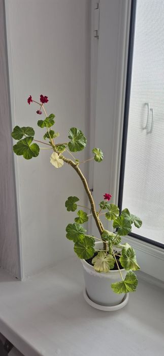 Продам комнатные цветы