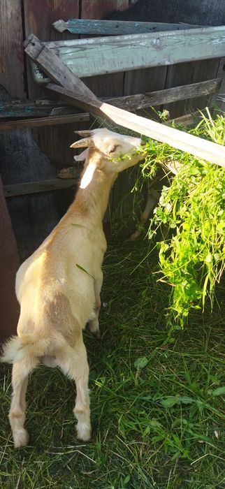 Козлята, нубийцы,биталы