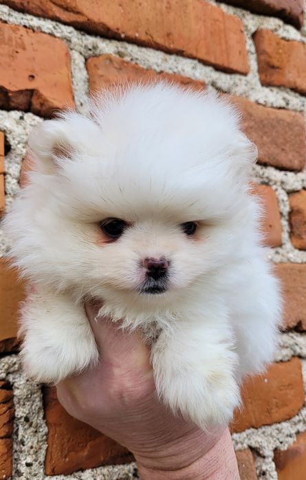 Померан-мини шпиц!!!