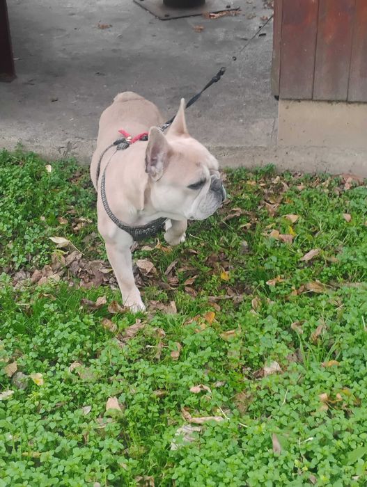 Продавам Френски булдог