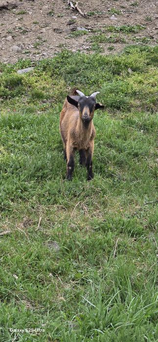 Țap alpin francez ciut,o capră și un ied