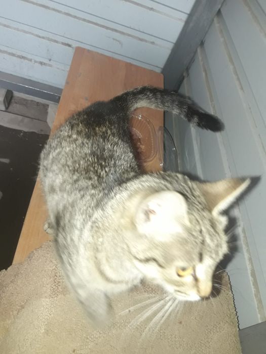 Отдам котенка мальчика в добрые руки