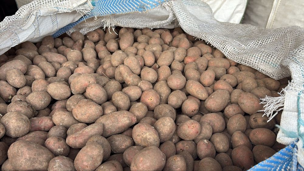 Cartofi pentru animale Red Lady