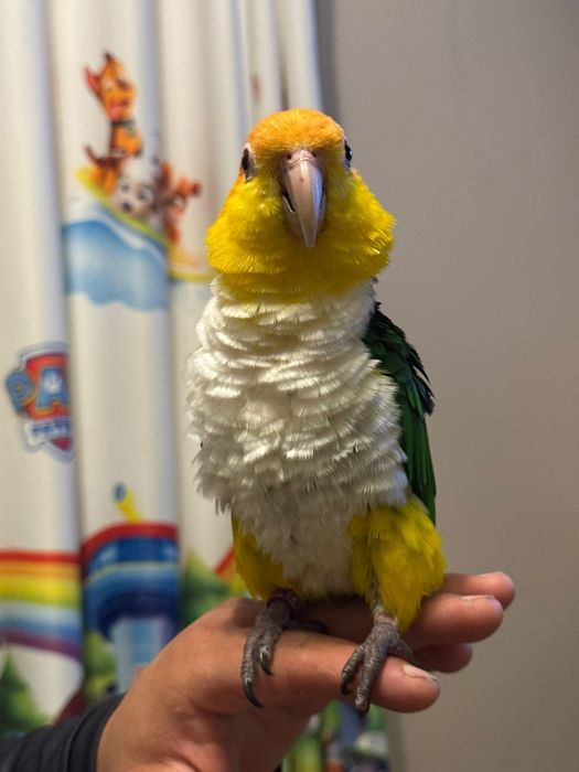 Papagali caique , pereche matură !