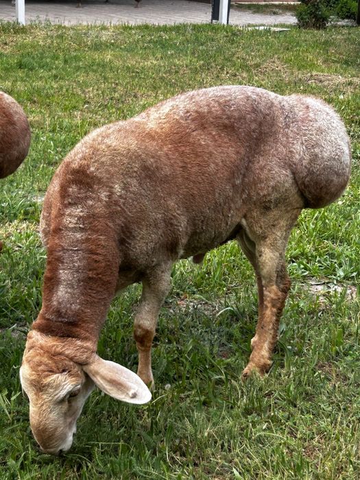 Арашан қошқарлар 2 жас