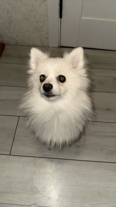 Продавам момиче померан шпиц – идеален подарък за Коледа!