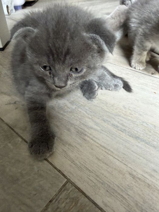 Шатландский фол серого цвета