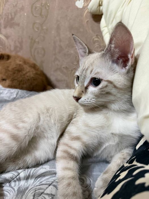 кошечка сиамская даром в хорошие руки