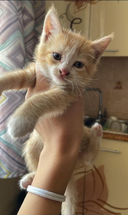 Котята отдадим в хорошие руки