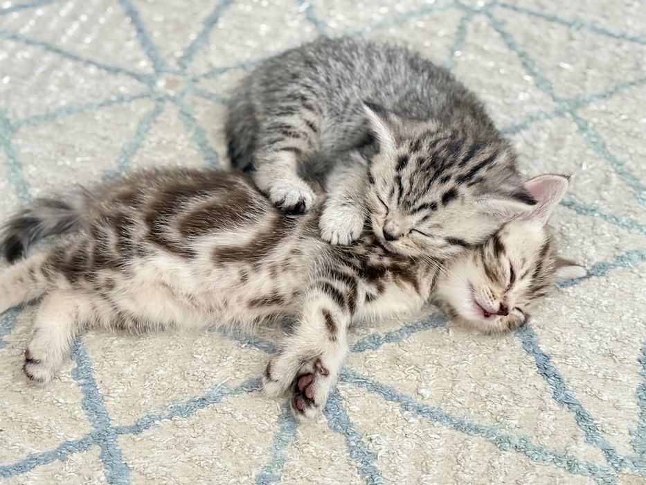 Продам британских  котят