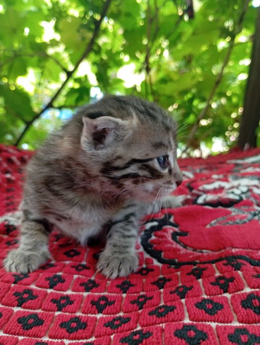 Котятки бесплатно, в добрые руки