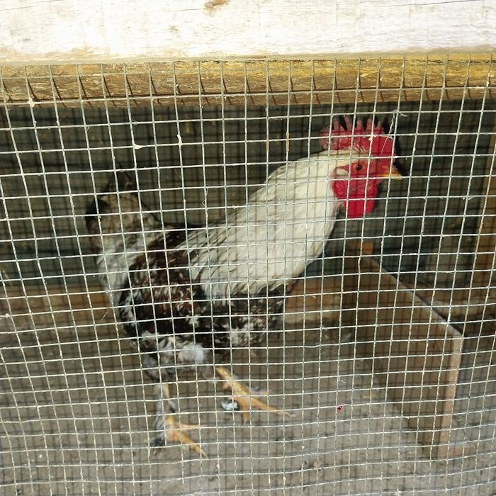 Vand cocoși încălțați și oua de puicute ouatoare