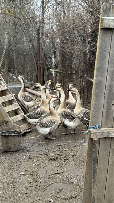 Gaste si gascani de vanzare