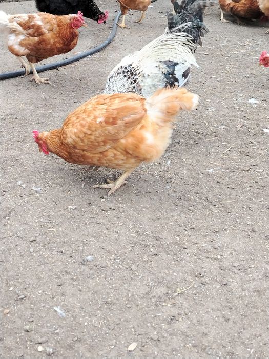 Куры несушки ломан браун хайсекс