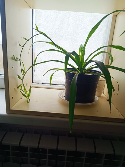 Продаю каланхоэ и детки хлорофитума