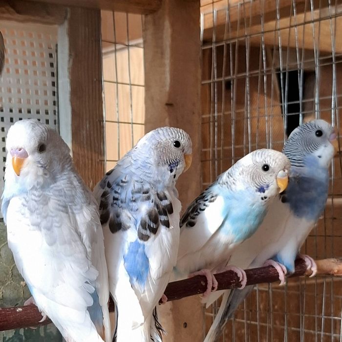 Волнистые попугаи.