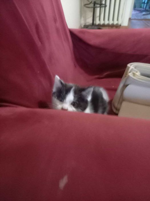 Барсик номли мушук боласи яхши инсонлара берилади