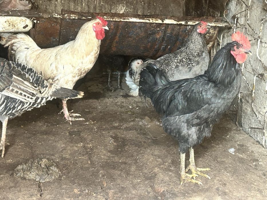 Xoroz Damashni Xoroz