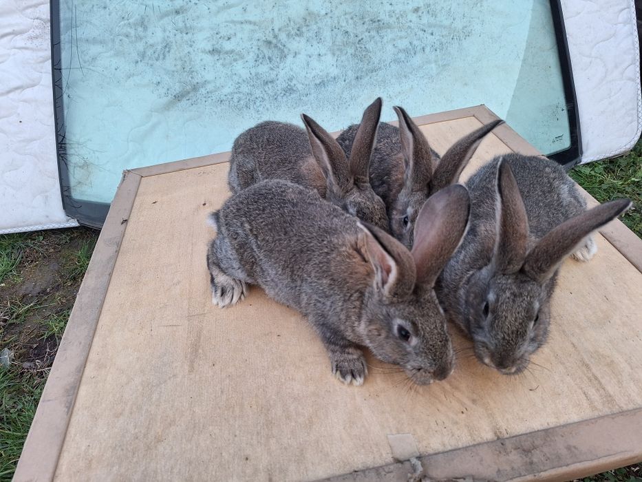 Iepurasi de companie