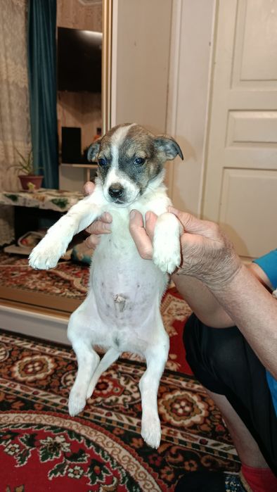 Щенки в добрые руки