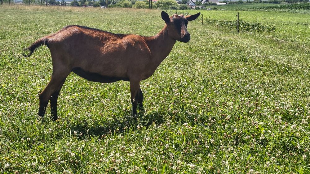 Vând iada alpina franceza din.mama top