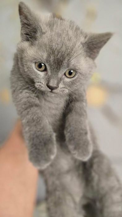 Продаётся котята