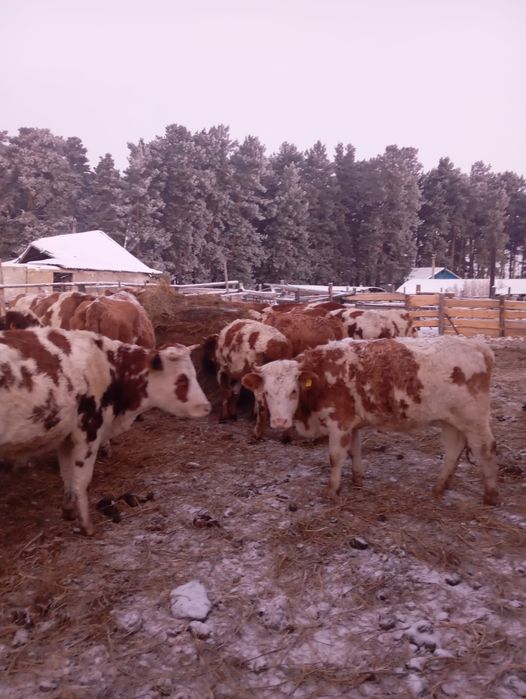 Телки  симментал