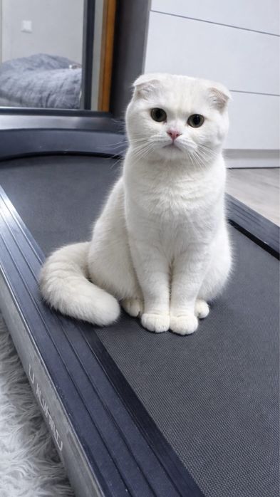 вислоухий котенок