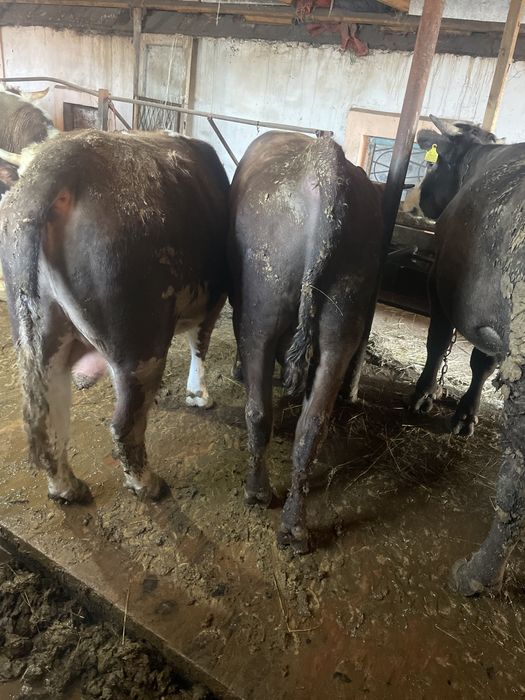 Продаем бычков 26 голов