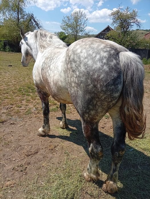Vând iapa de 5 ani garantată