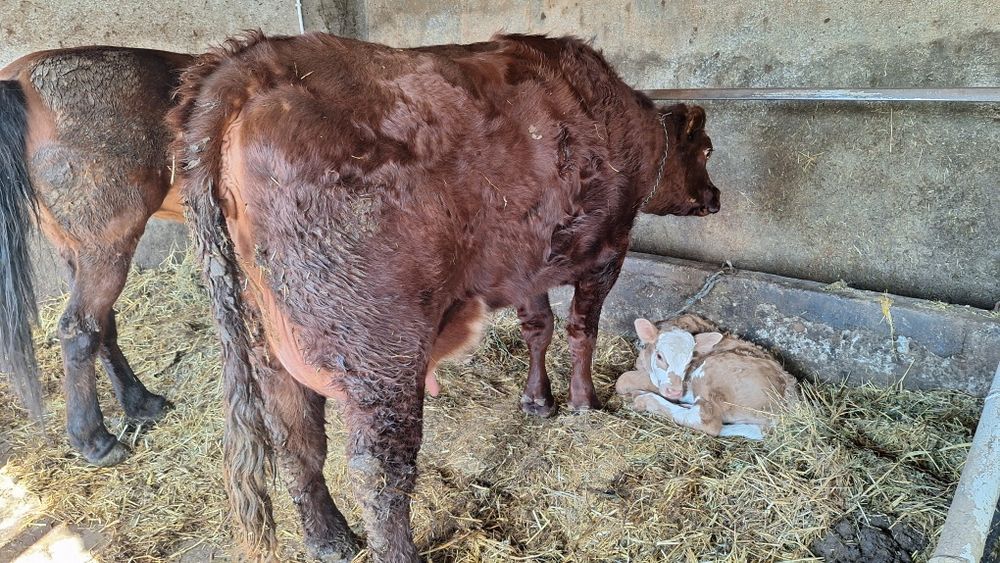 Vand vaci fatate si gestante