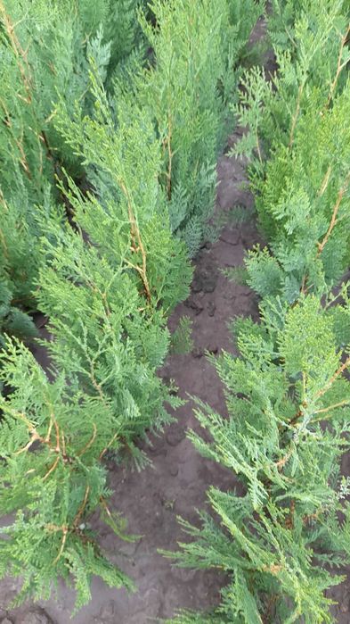 Grădinărit tundem pomi plantăm săpăm curățenie