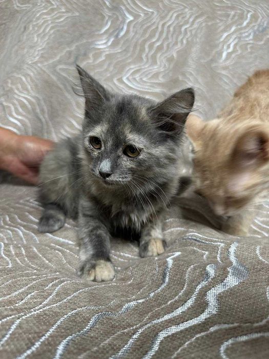 Отдам котят в хорошие руки