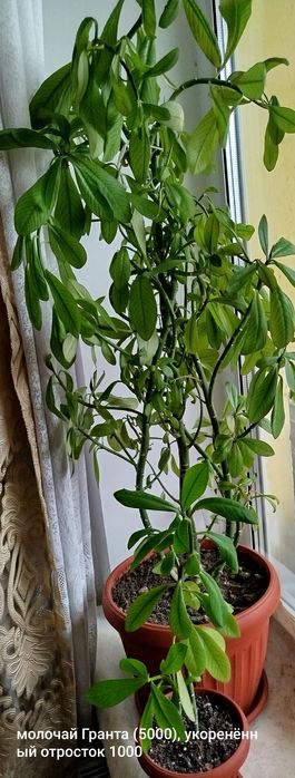 Комнатные растения