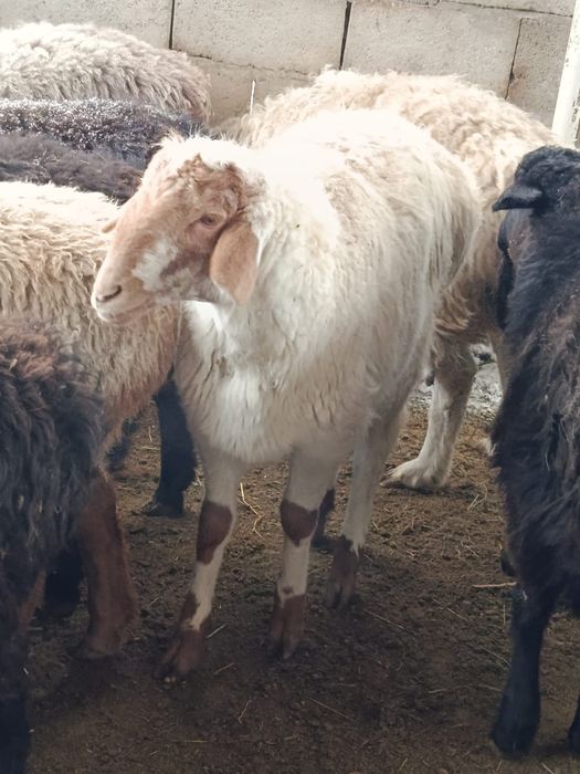 Жасқа толмаған ісек тоқтылар сатылымда