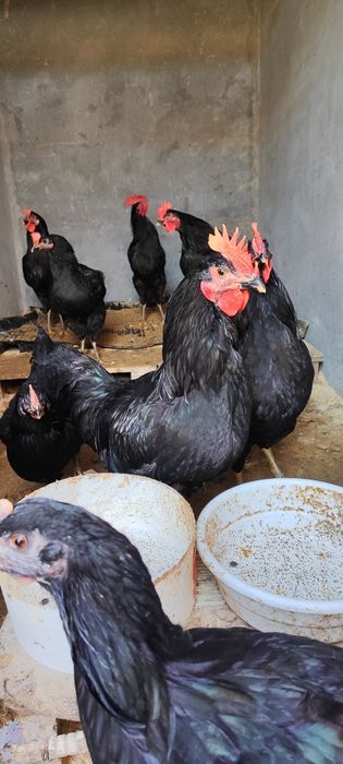 Qora shahzoda xoʻroz